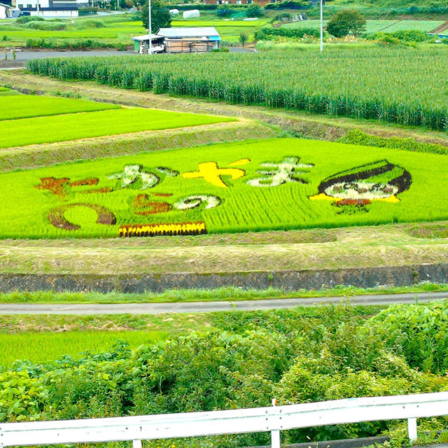 高山村の田んぼアート復活